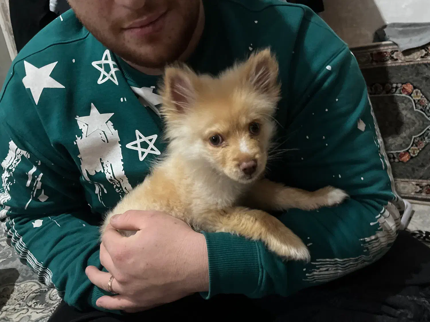 سگ پامر|سگ|قدس, شهرقدس|دیوار