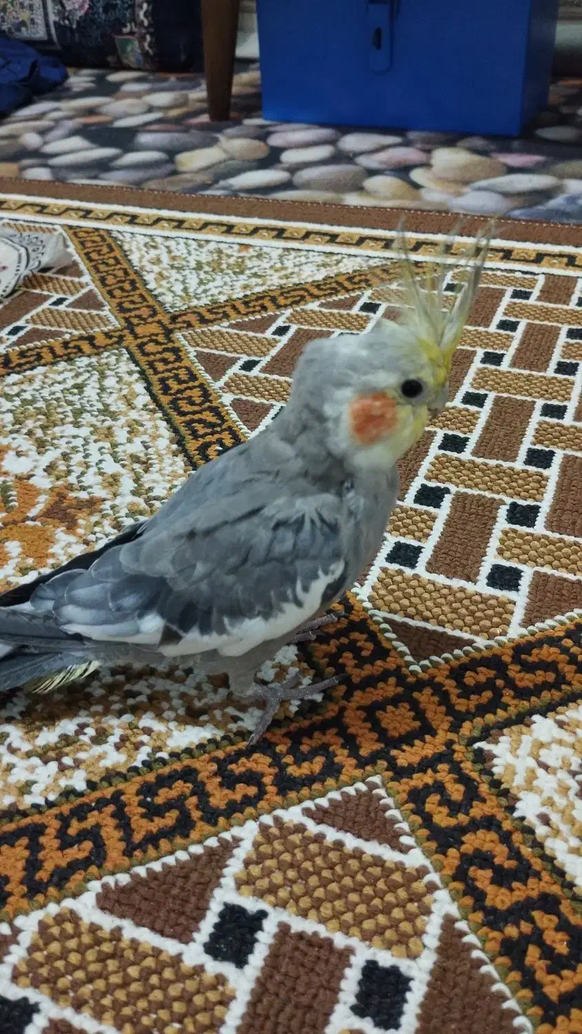 گمشده|حیوانات|شفت, |دیوار