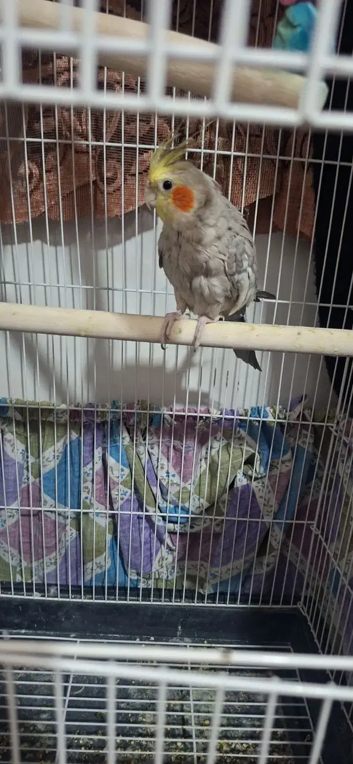 عروس هلندی|پرنده|قزوین, |دیوار