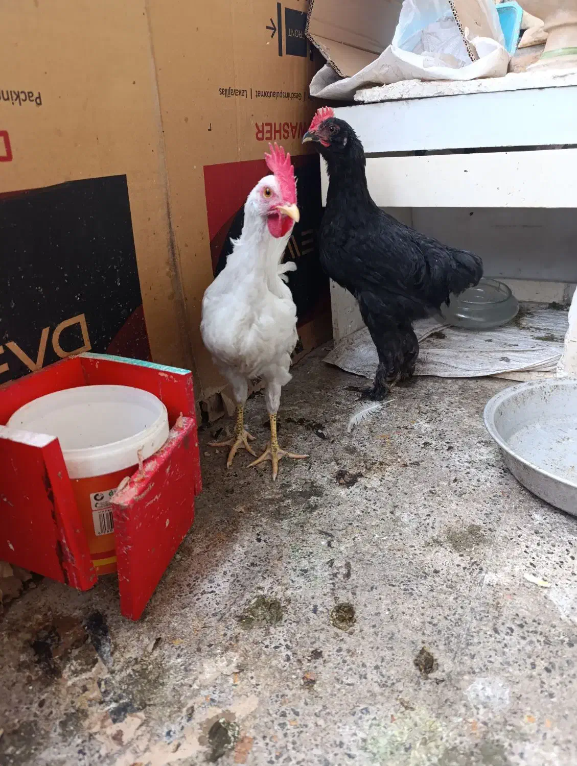 خروس|حیوانات مزرعه|مشهد, زمرد|دیوار