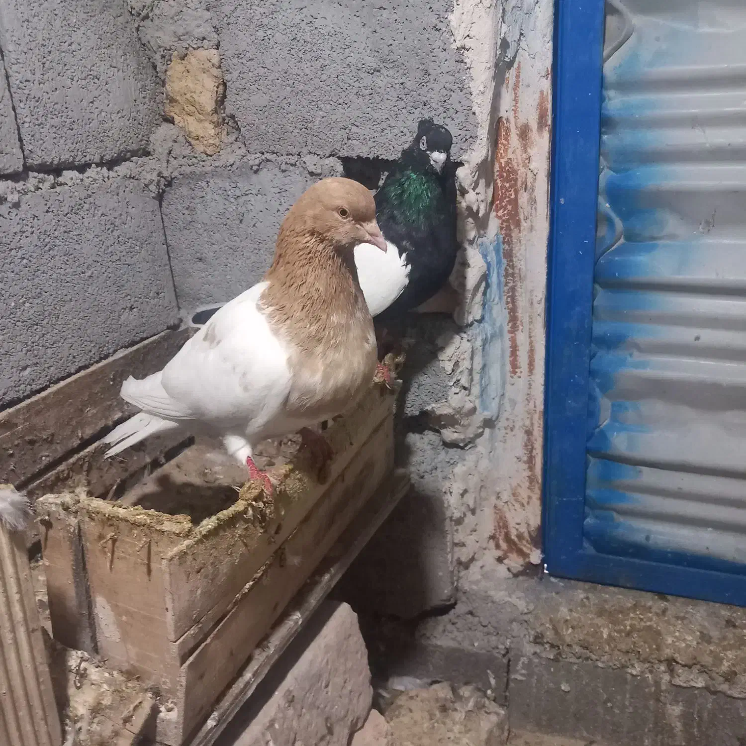 کبوتر سینه. کله زرد.|پرنده|بجنورد, |دیوار