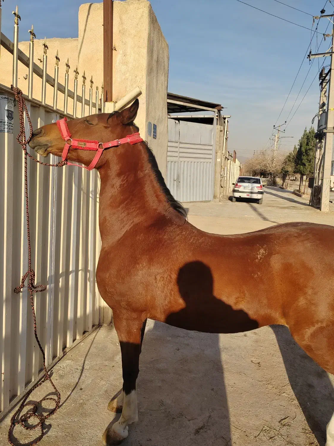 اسب مادیون دره شور|اسب و تجهیزات اسب‌سواری|قلعه نو, |دیوار