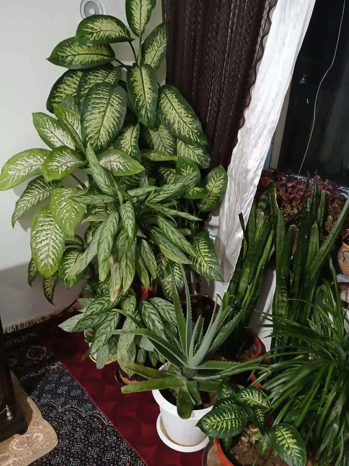 گل خانگی|گل و گیاه طبیعی|سیلاخور, |دیوار