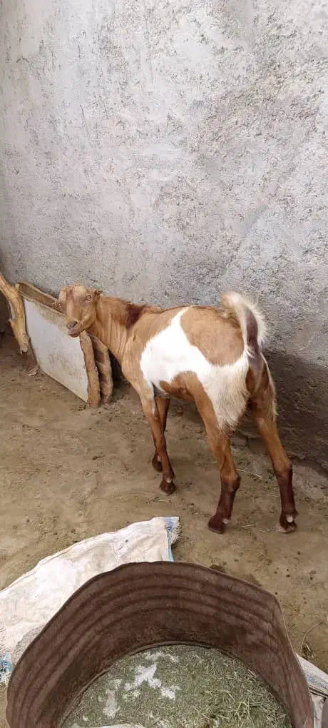 کهره نر|حیوانات مزرعه|تخت, |دیوار