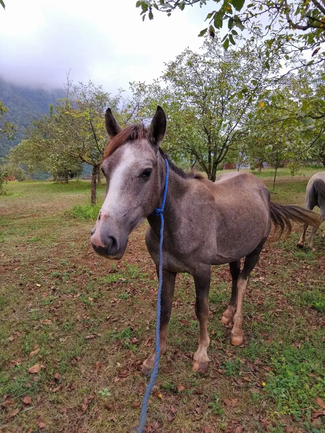 اسب نریان نیلی 4 ساله|اسب و تجهیزات اسبسواری|مرزنآباد, |دیوار