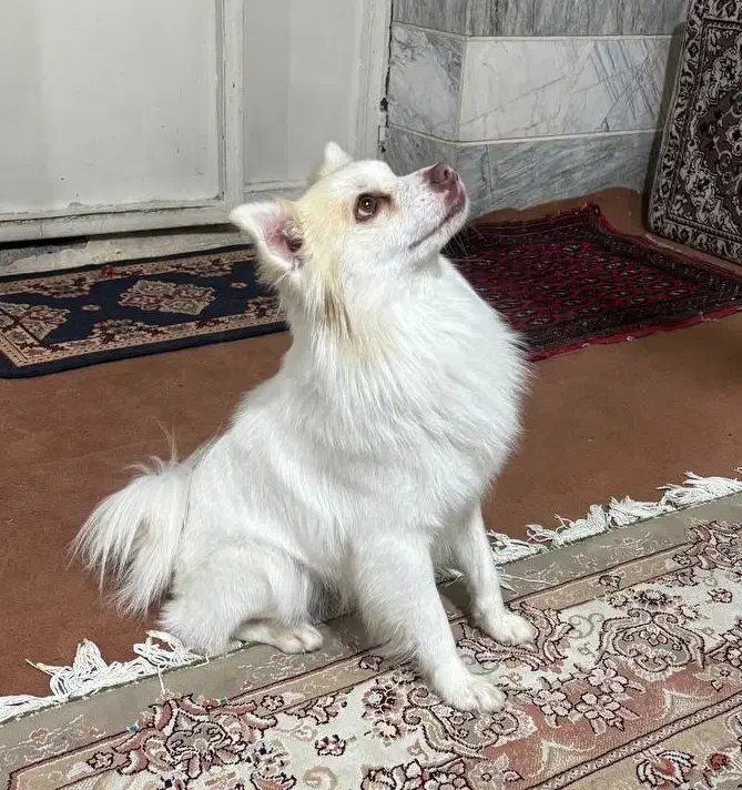 پامراشتپیز ۱ساله|سگ|تهران, باشگاه نفت|دیوار