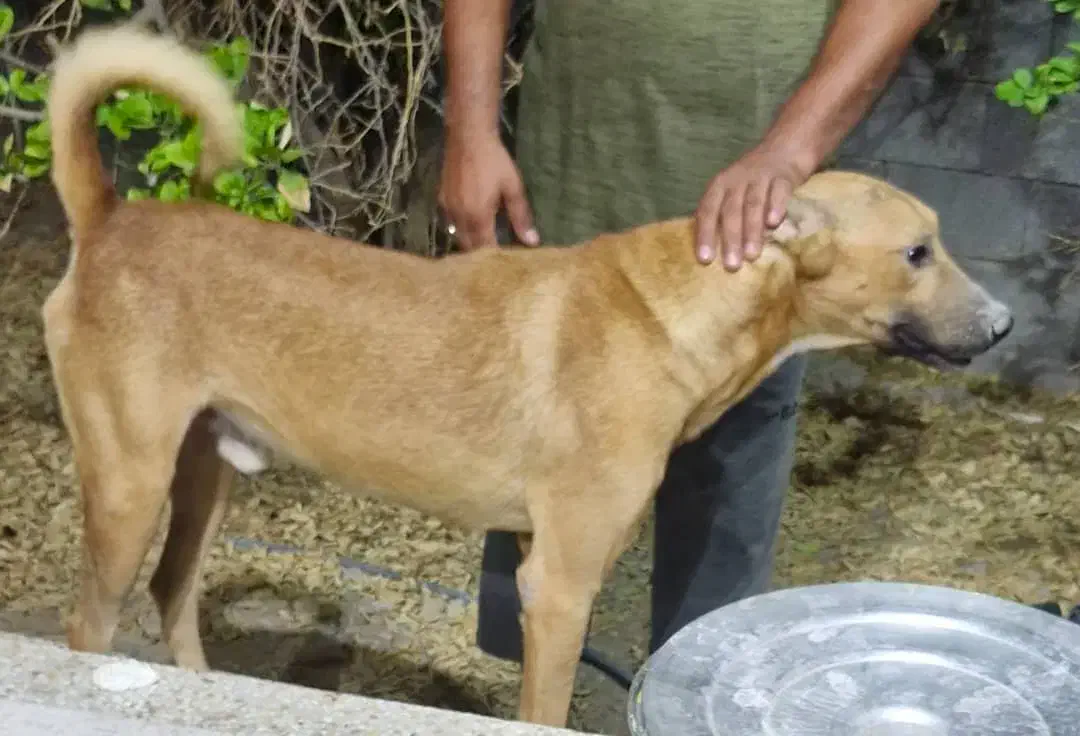 سگ باهوش ونگهبان|سگ|بندرعباس, |دیوار