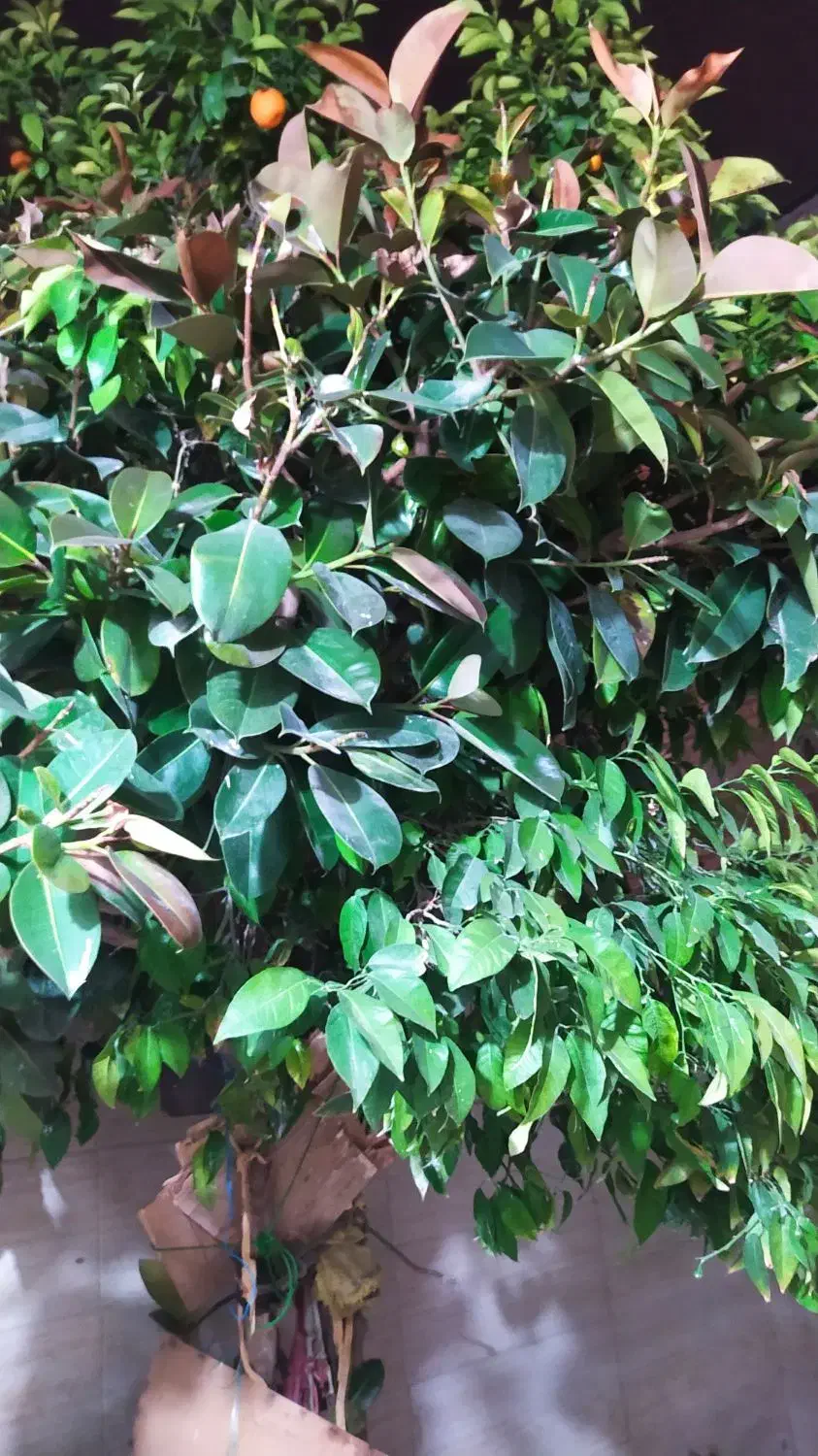 درخت|گل و گیاه طبیعی|شیراز, کوشک میدان|دیوار