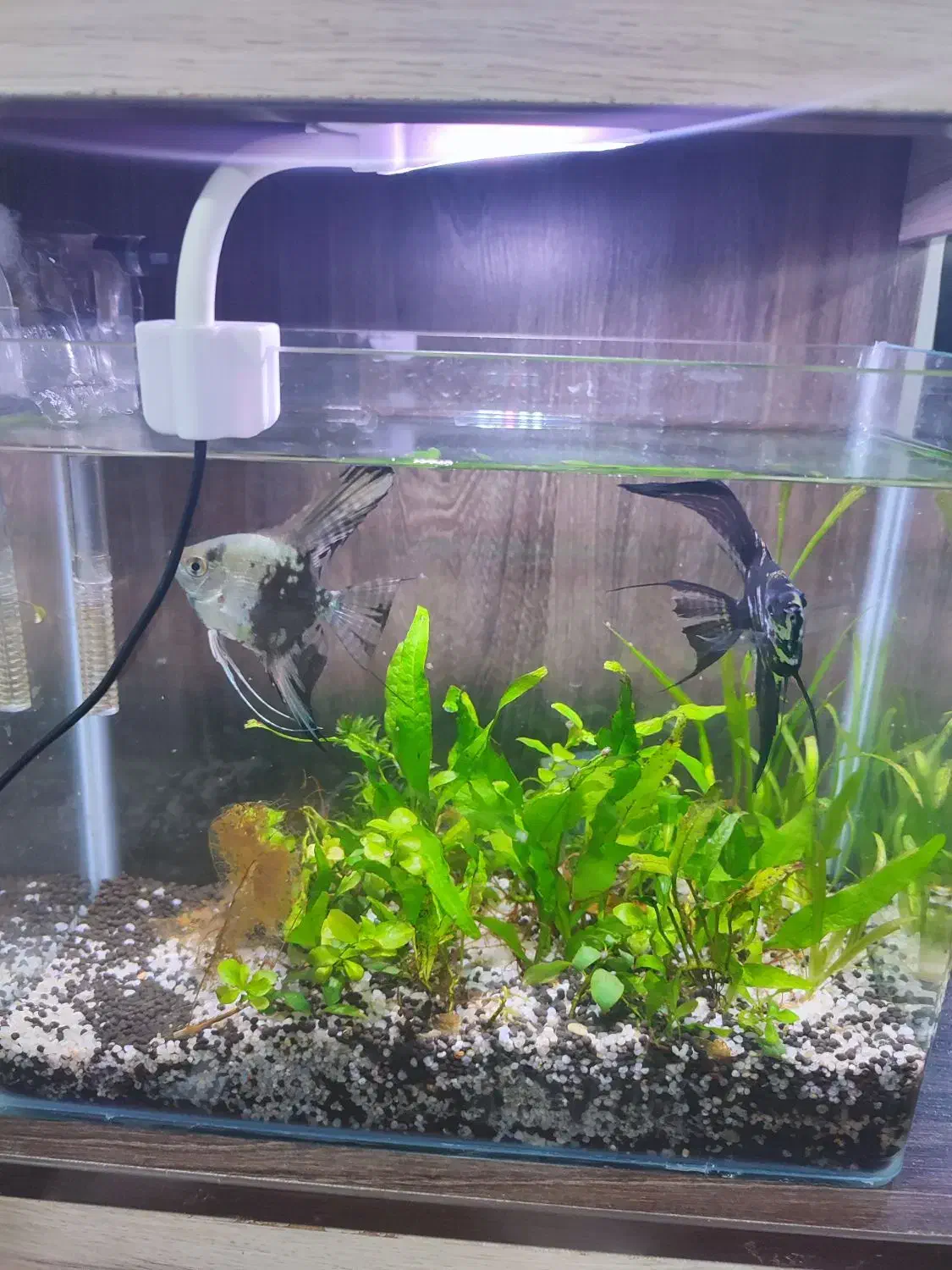 2 تا اکواریوم پلنت|ماهی|قم, پردیسان|دیوار