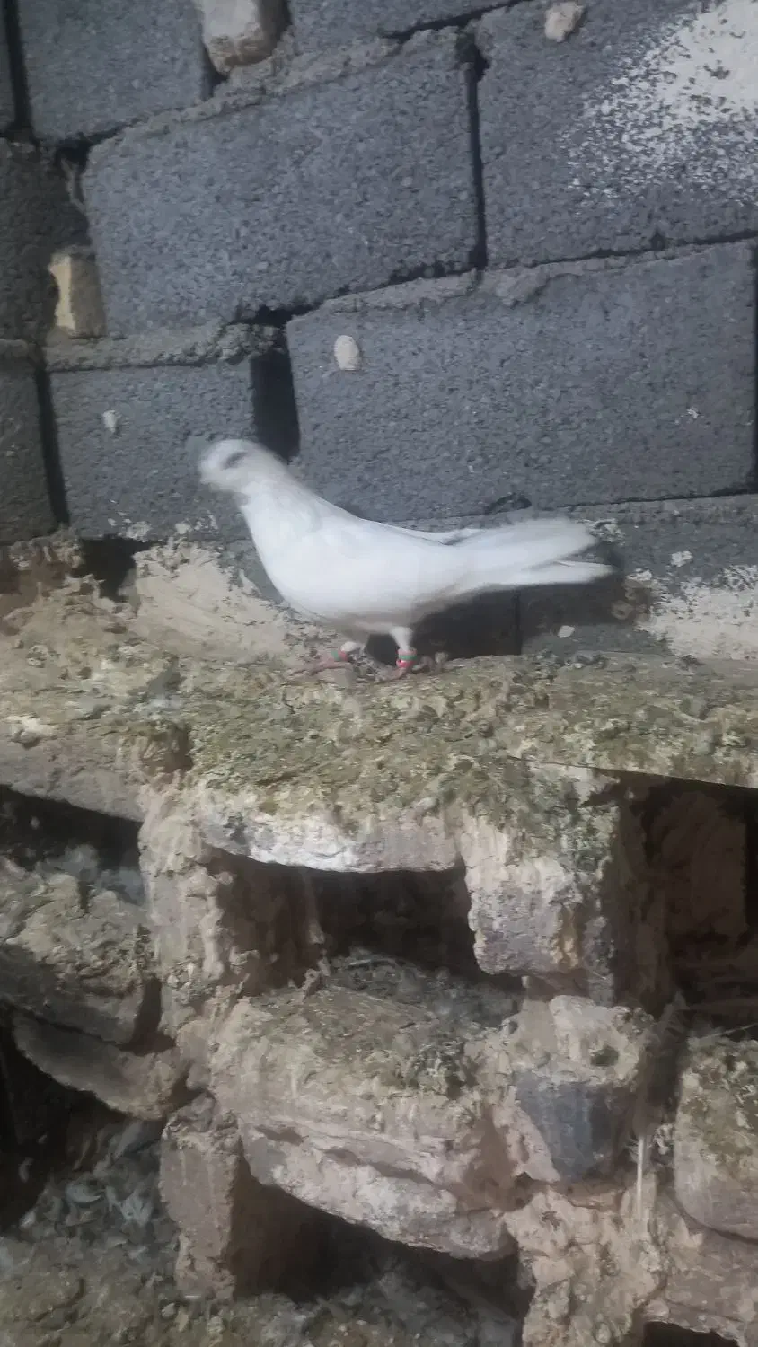 کبوتر سالم سرحال پرشی|پرنده|طرقبه, |دیوار