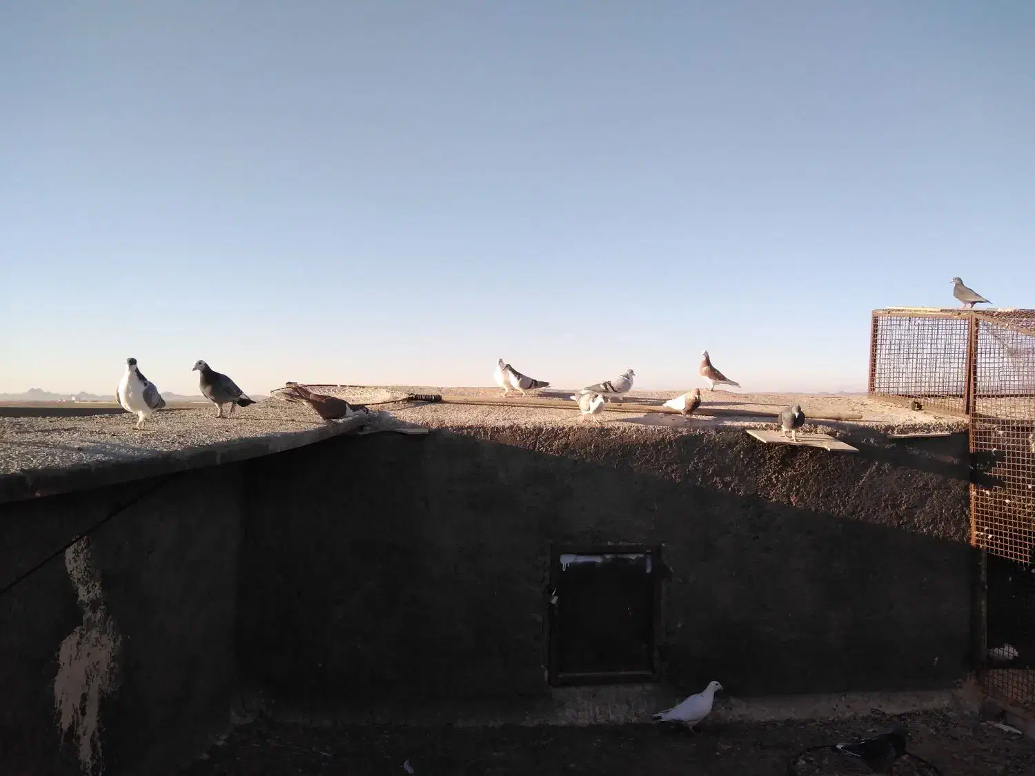 کفتر برشی|پرنده|جلگه رخ, |دیوار