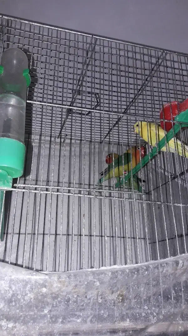 فروش ۲ کوتله بریزیلی بازی گوش و مرغ عشق|پرنده|مشهد, شهید هاشمی نژاد|دیوار