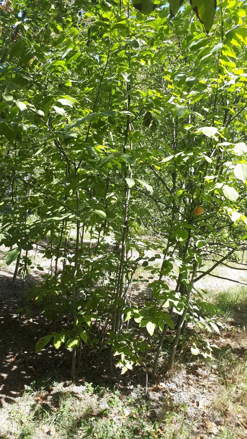 فروش درخت گردو محلی|گل و گیاه طبیعی|جاجرود, |دیوار