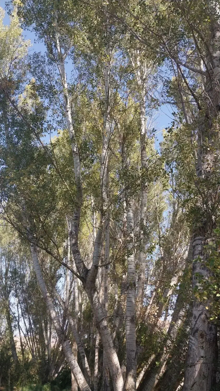 فروش درخت  چنار تبریزی  در باغ|گل و گیاه طبیعی|خلخال, |دیوار