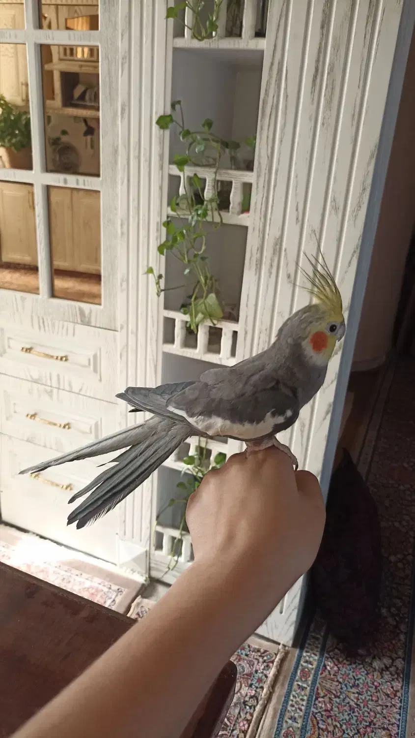 عروس هلندی دستی|پرنده|چناران, |دیوار