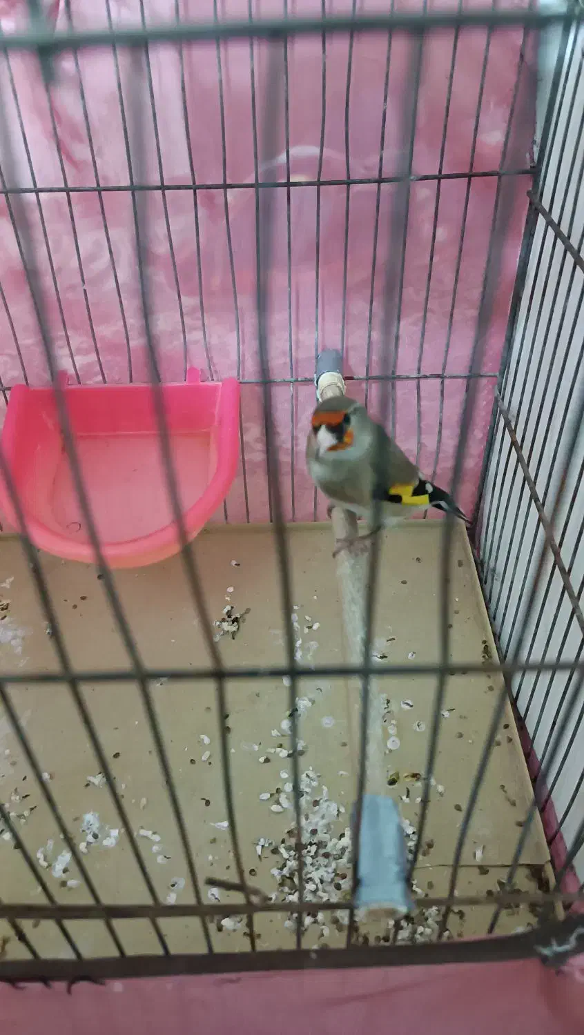 سهره کرمانی نر|پرنده|اقبالیه, |دیوار