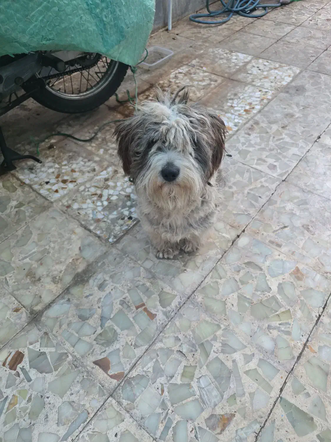 واگذاری سگ|سگ|دزفول, |دیوار