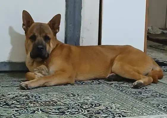 سگ میکس باکسر و چاوچاو|سگ|تهران, یافت آباد جنوبی|دیوار