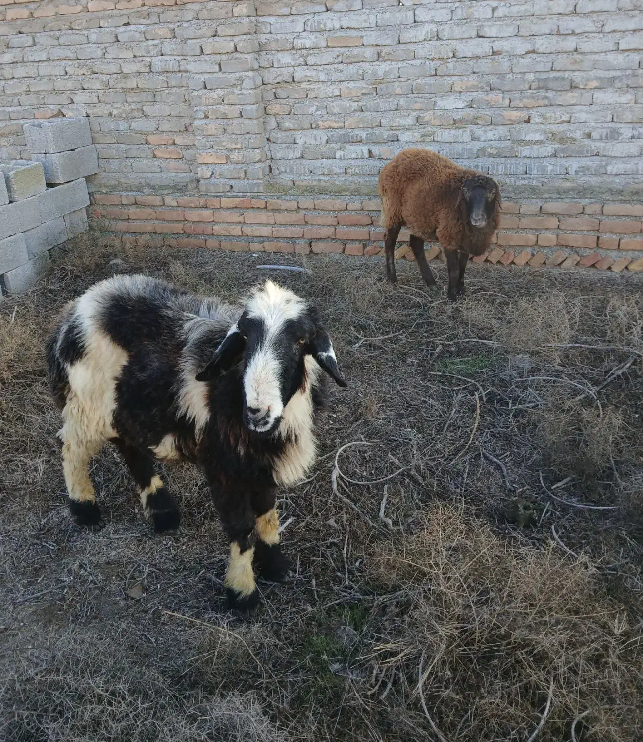 دو تا گوسفند نر|حیوانات مزرعه|گمیشان, |دیوار