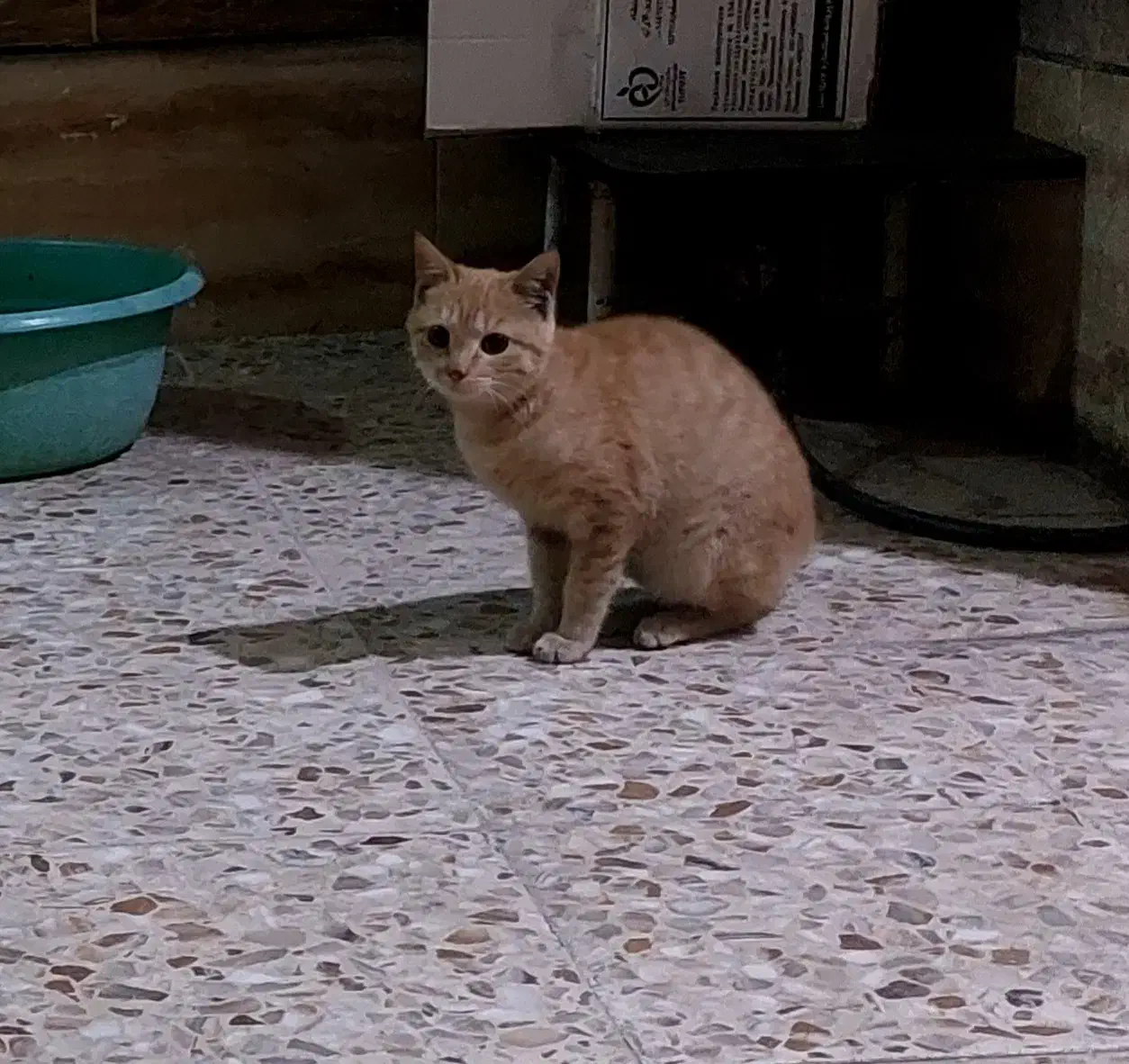 گربه|گربه|دزفول, |دیوار