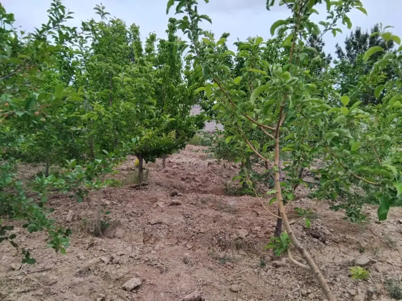 باغ کشاورزی|اجارهٔ دفتر صنعتی، کشاورزی، تجاری|شاهرود, |دیوار