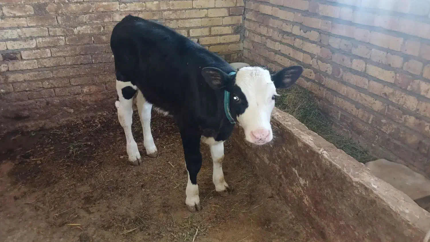 گاو اصیل هلشتاین|حیوانات مزرعه|سجاس رود, |دیوار
