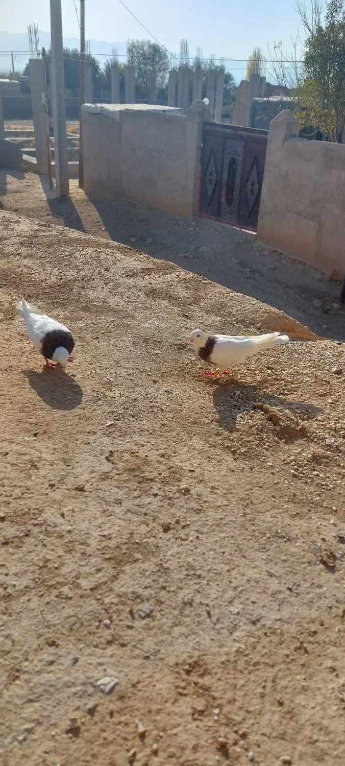 طوقی|پرنده|قروه, |دیوار