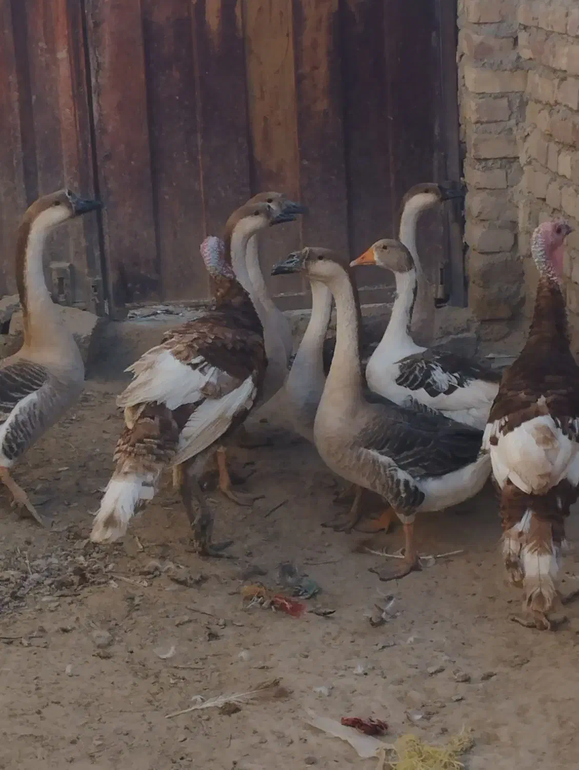 جوجه لاری اصیل افغان بوقلمون قوغاز|حیوانات مزرعه|هیرمند, |دیوار