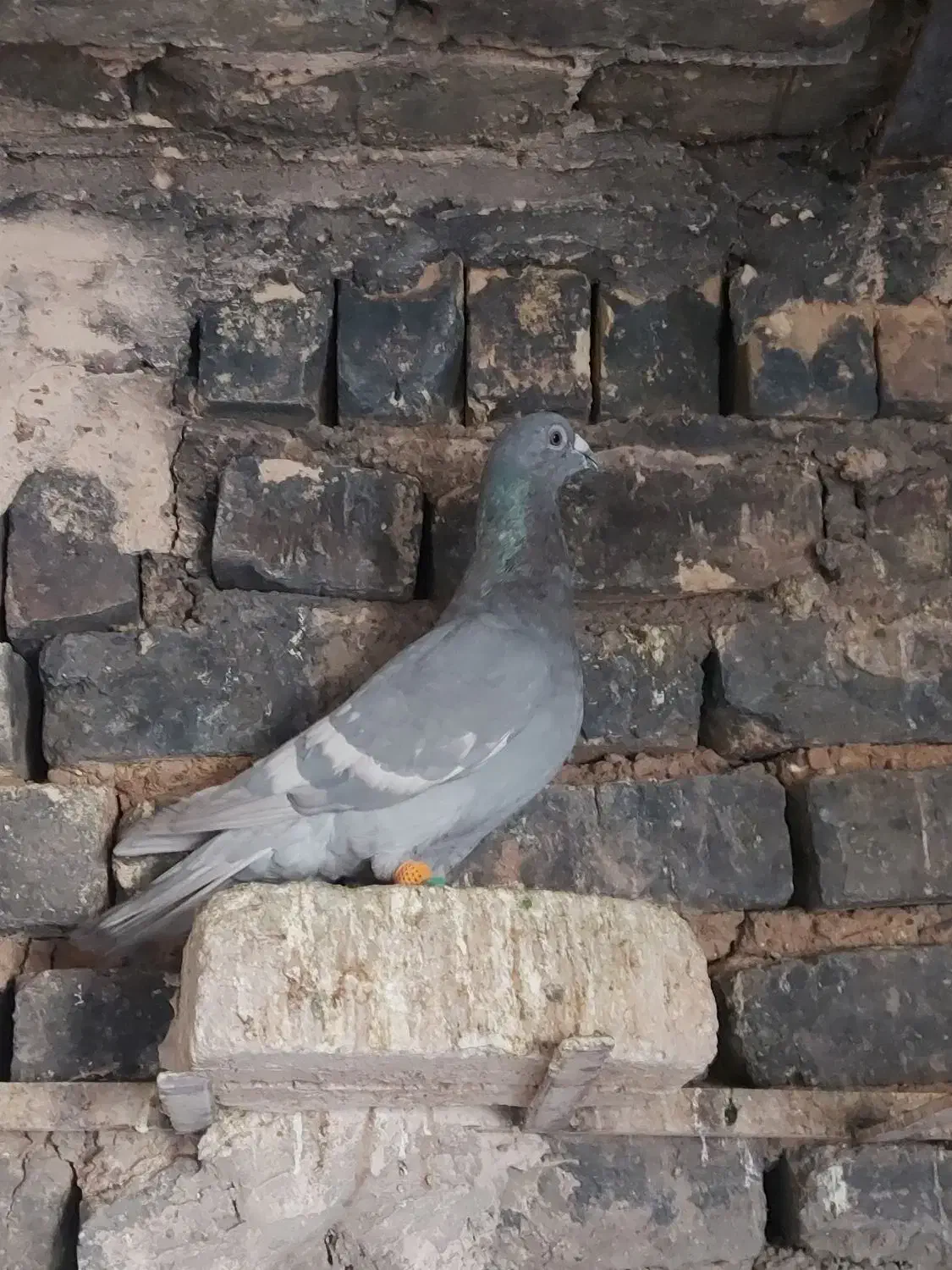 کفتر پلاکی|پرنده|صدرا-فارس, فاز ۱|دیوار