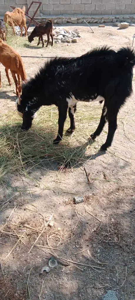 فروش تروشت|حیوانات مزرعه|نیک شهر, |دیوار