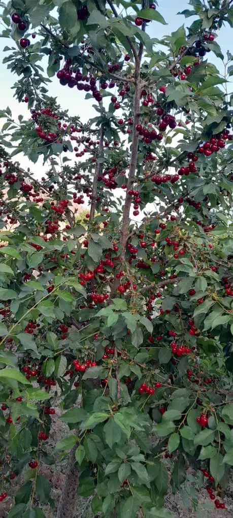 فروش ۲ باغ دستجرد خلجستان|فروش دفتر صنعتی، کشاورزی، تجاری|خلجستان, |دیوار