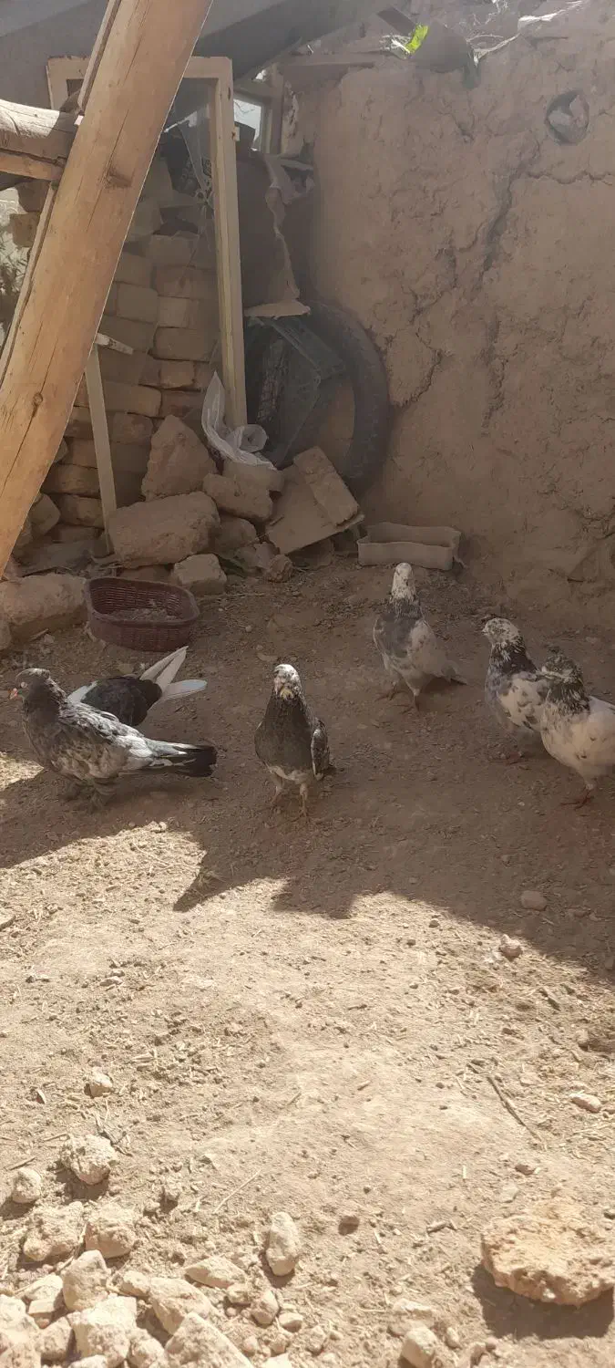 ۶ تاکبوتر|پرنده|بزینه رود, |دیوار