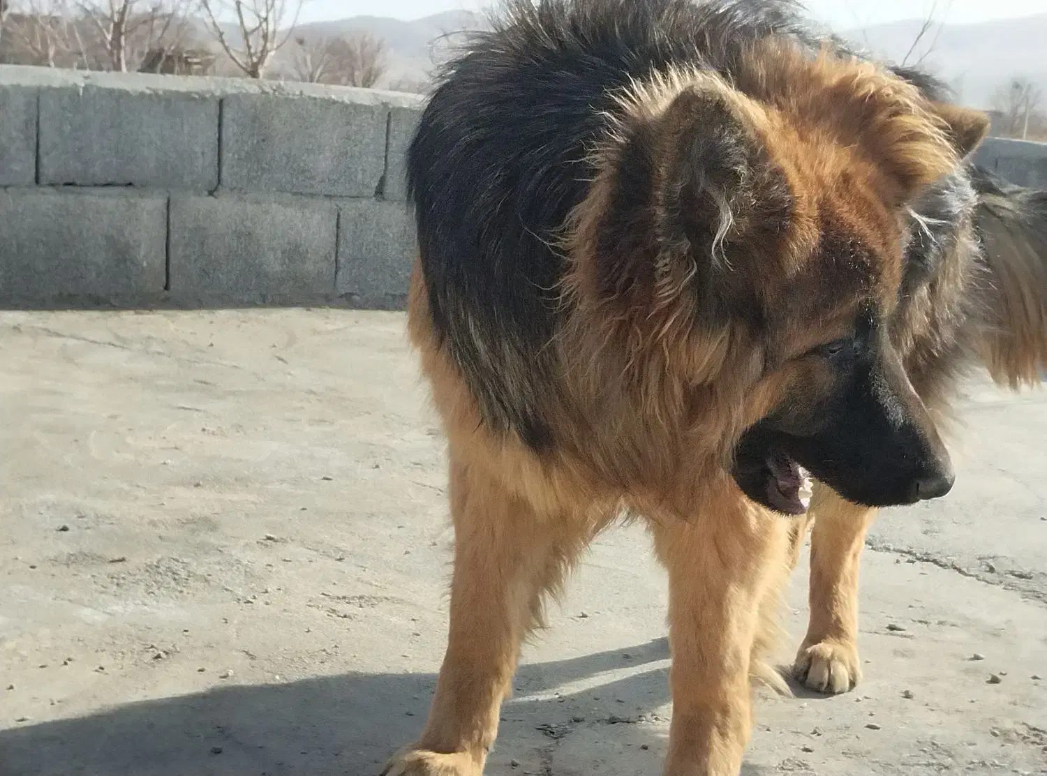 فروش سگ|سگ|ملایر, |دیوار