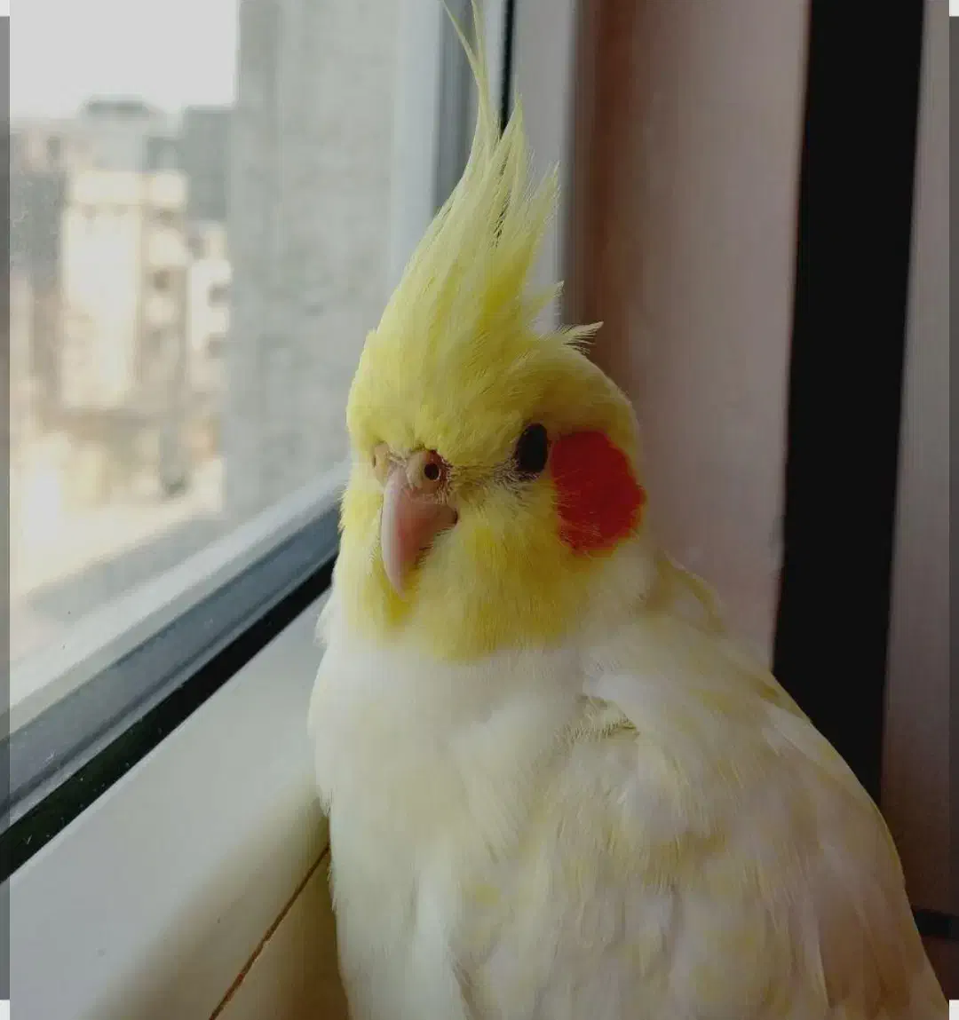 عروس هلندی ماده یک سال ونیم|پرنده|وحیدیه, |دیوار