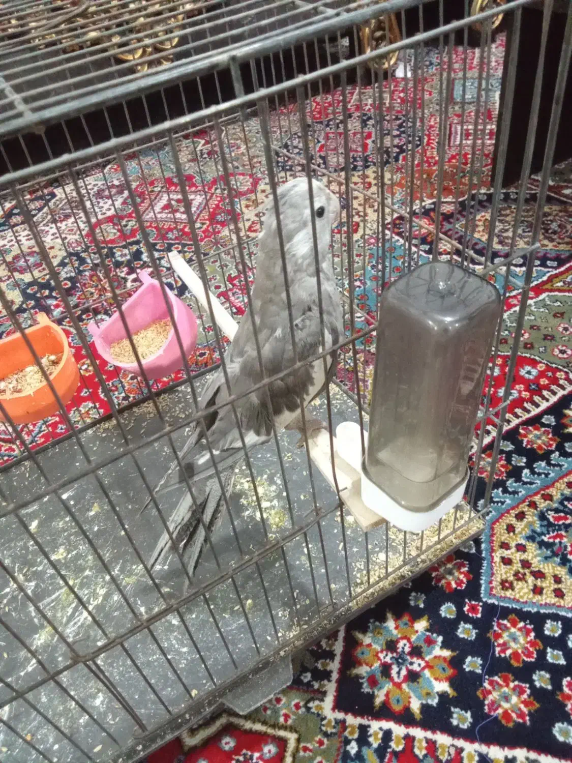 عروس هلندی|پرنده|خرم‌آباد, |دیوار