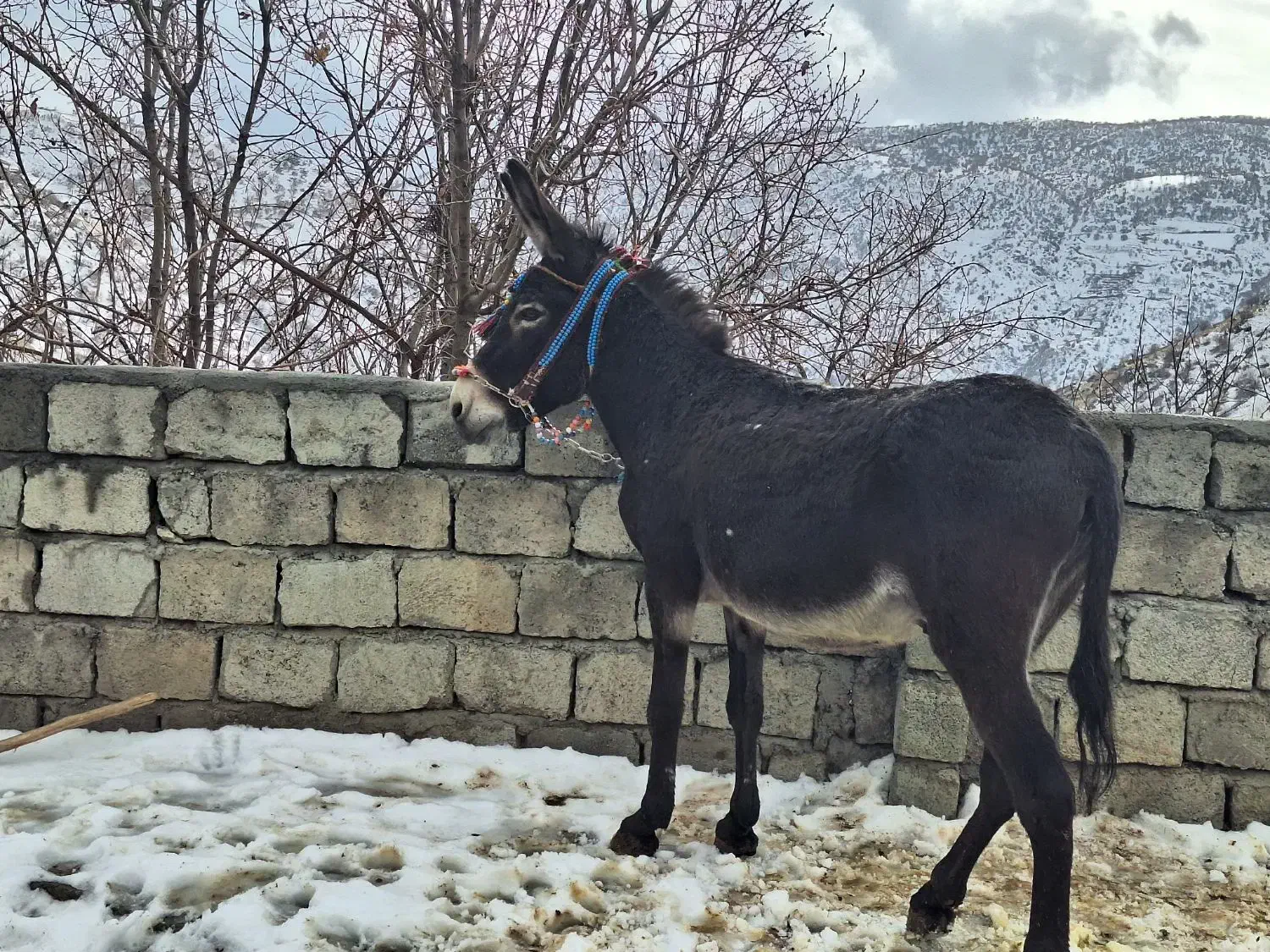 الاغ نر|حیوانات مزرعه|سروآباد, |دیوار