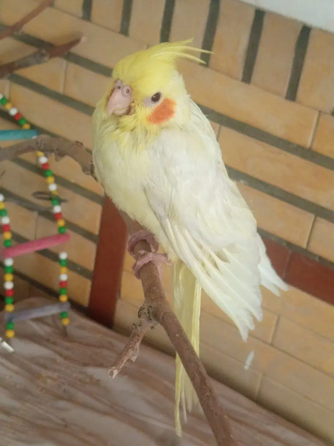 جوجه عروس هلندی|پرنده|تهران, والفجر (افسریه)|دیوار