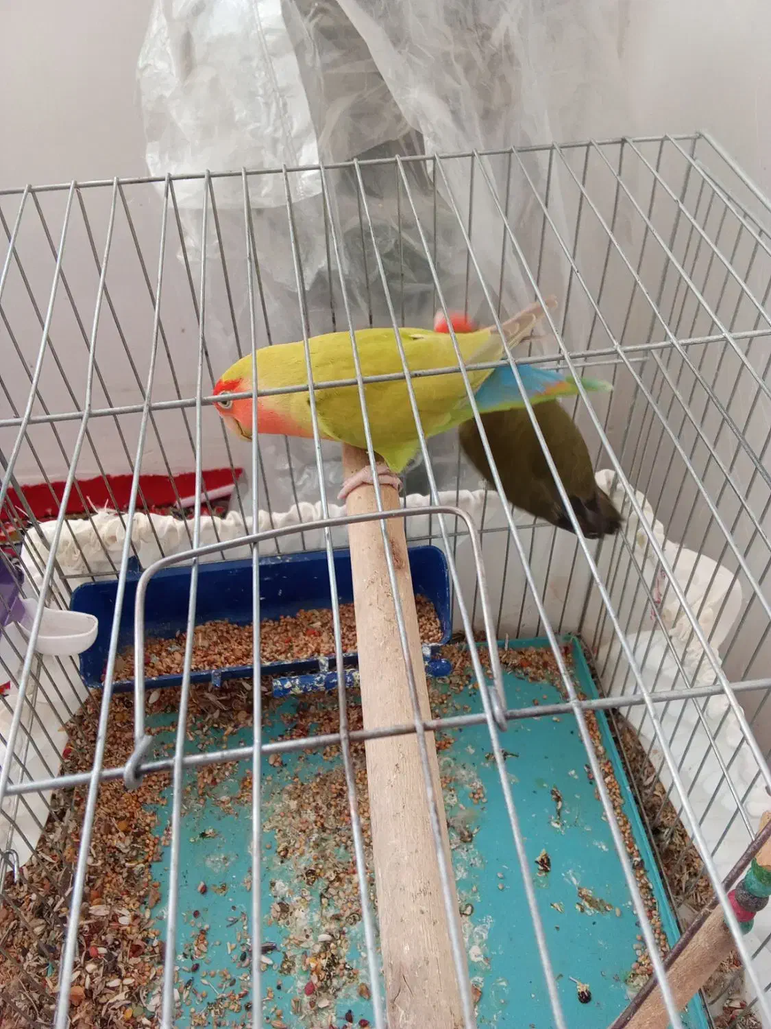 دوعدد طوطی برزیلی موولد|پرنده|ایوان, |دیوار