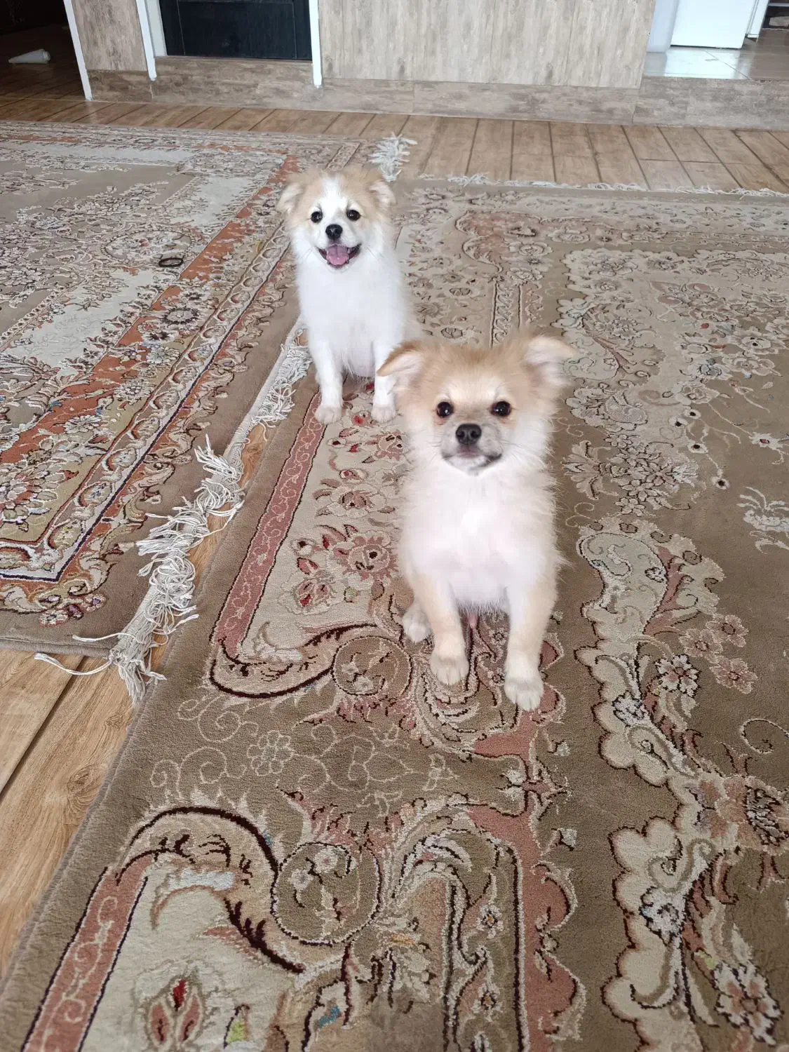 واگذاری|سگ|شیراز, شهرک سعدی|دیوار