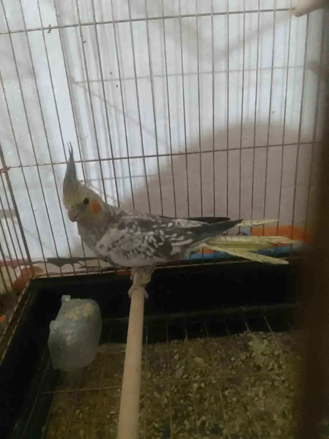 عروس هلندی|پرنده|اردبیل, |دیوار