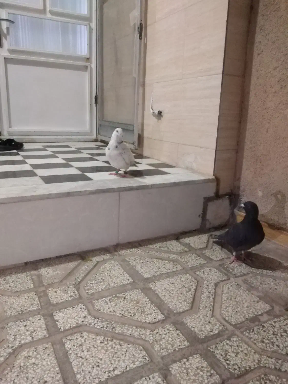 دوتا نر کفتر معاوضه با جوجه عروس هلندی|پرنده|قائن, |دیوار