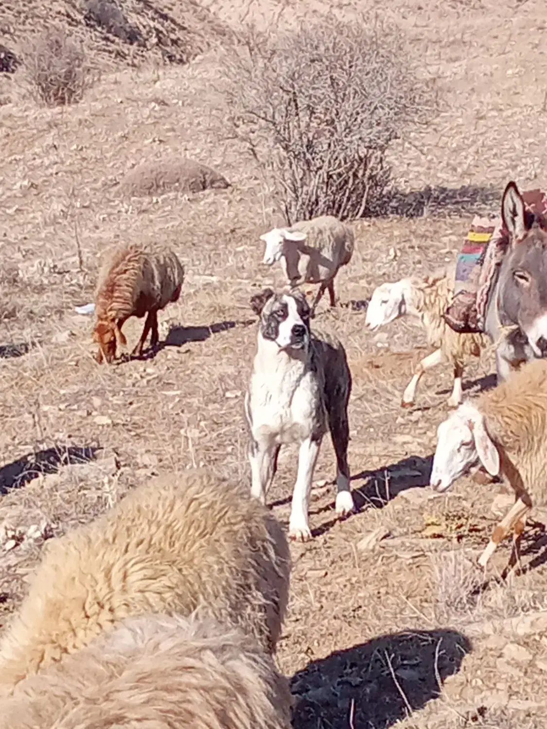 سگ سرابی|سگ|شیروان (خراسان), |دیوار