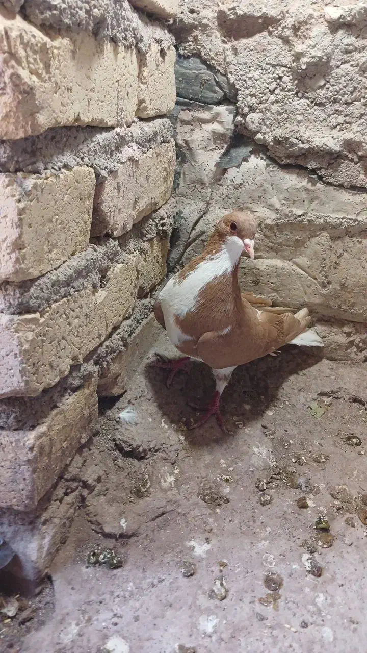 9عدد کفتر جنگنده اتوم|پرنده|تاکستان, |دیوار