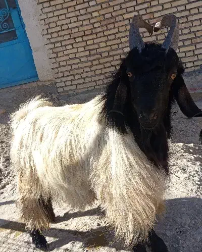 پازن|حیوانات مزرعه|باغ ملک, |دیوار