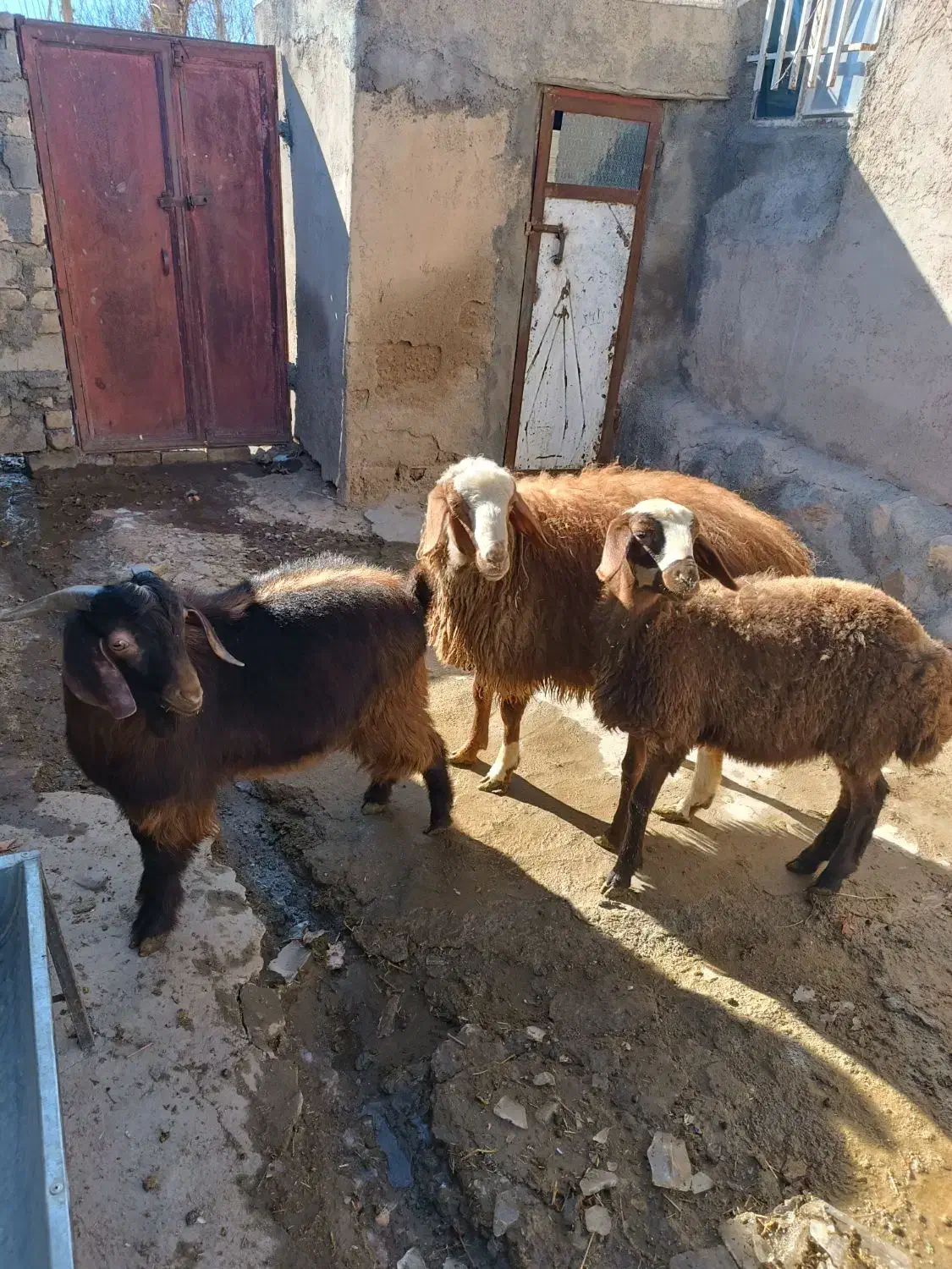 گوساله|حیوانات مزرعه|قروه, |دیوار