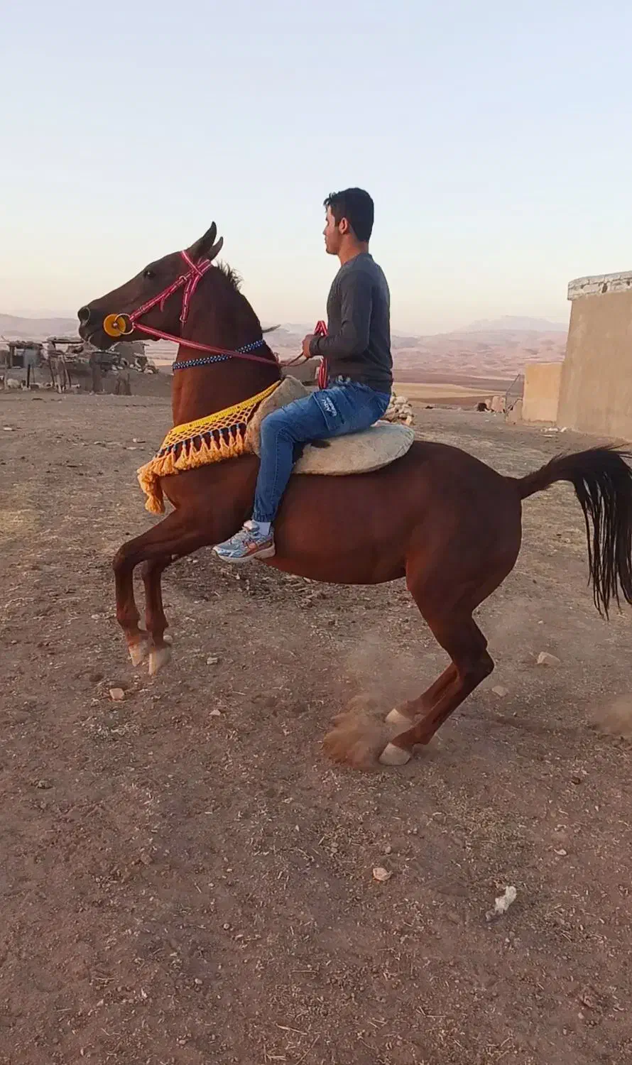 فروش مادیان و کوره مادیان درجه یک کورد|اسب و تجهیزات اسبسواری|ماهیدشت, |دیوار