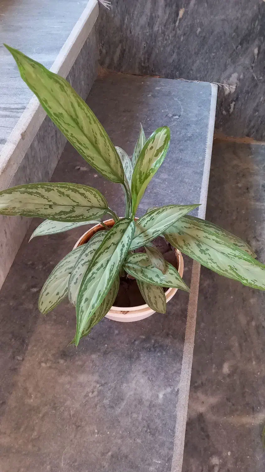 زیبا گل|گل و گیاه طبیعی|اسلامآباد غرب, |دیوار