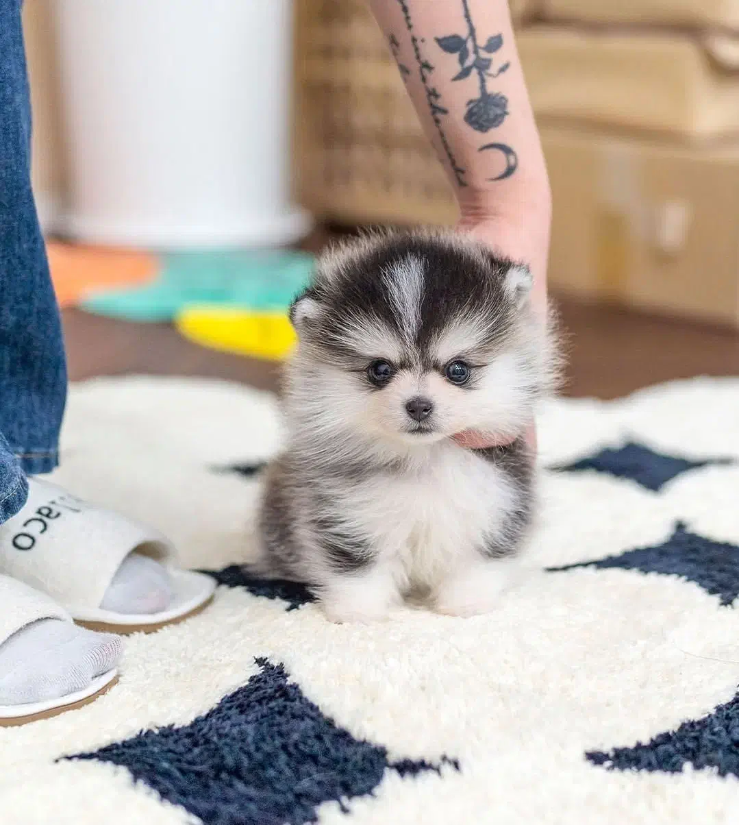 فندق|سگ|بندرعباس, |دیوار