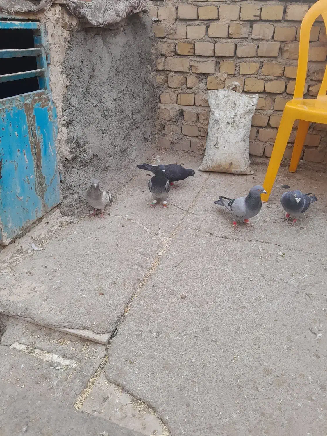 کبوتر پلاگی جف ۵۰۰|پرنده|دشتابی, |دیوار