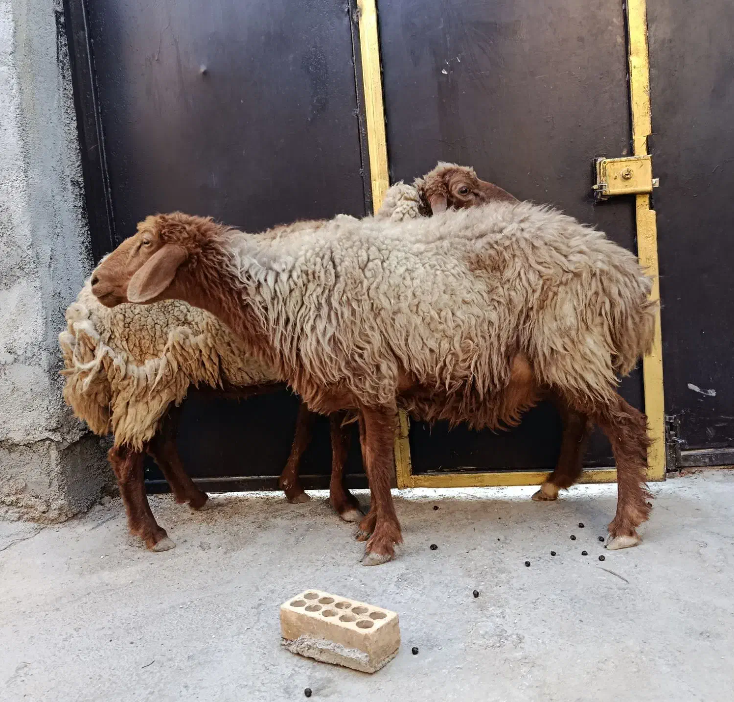 دو راس گوسفند ماده باردار|حیوانات مزرعه|بندر ماهشهر, |دیوار